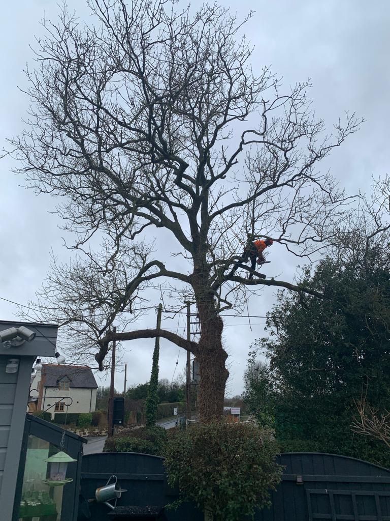 How We Safely Dismantled A Diseased Tree With Ash Dieback