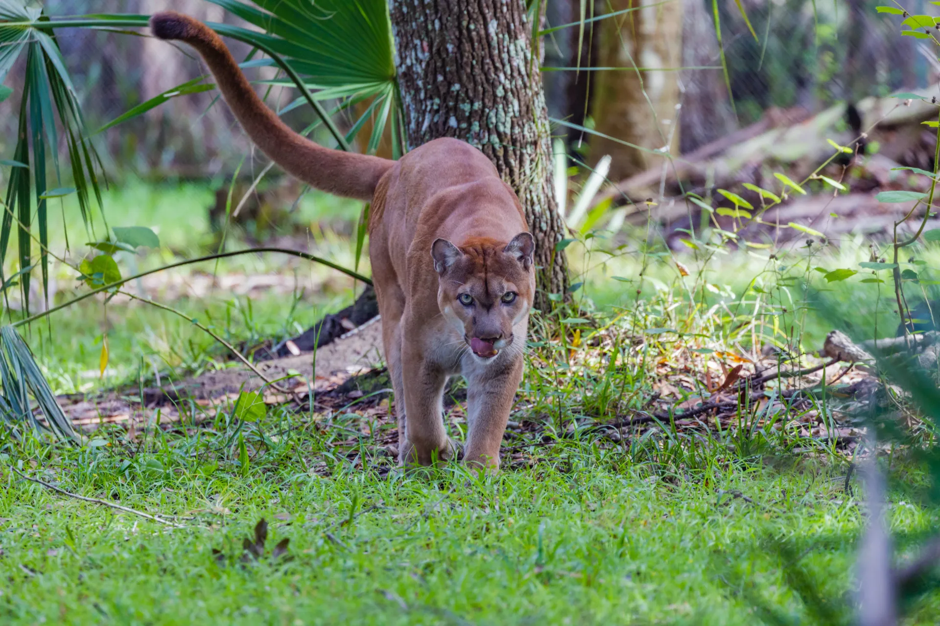Florida panther walking through the Everglades wilderness in South Florida