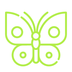 A green line drawing of a butterfly on a white background.