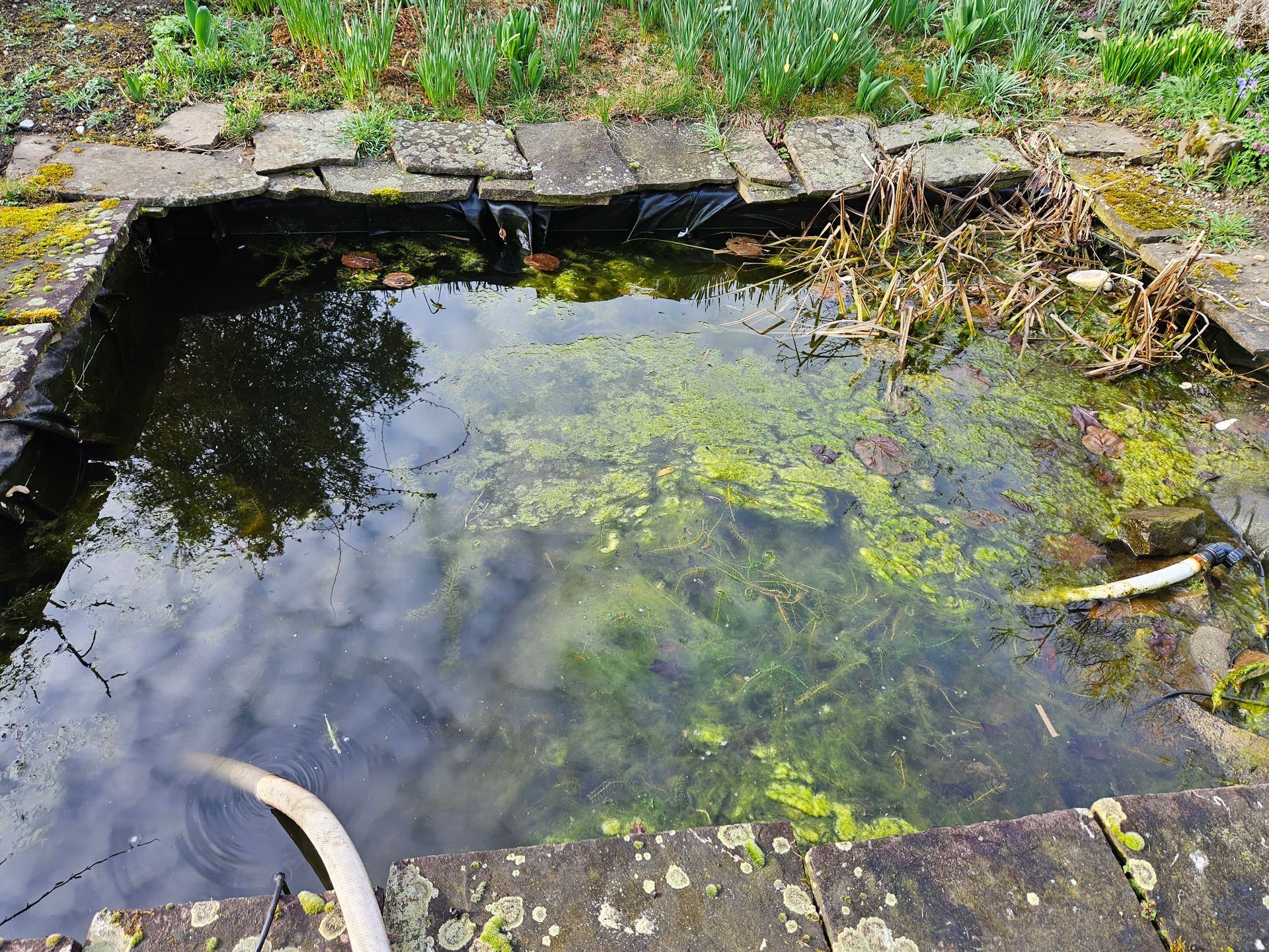 Teichreinigung Köln