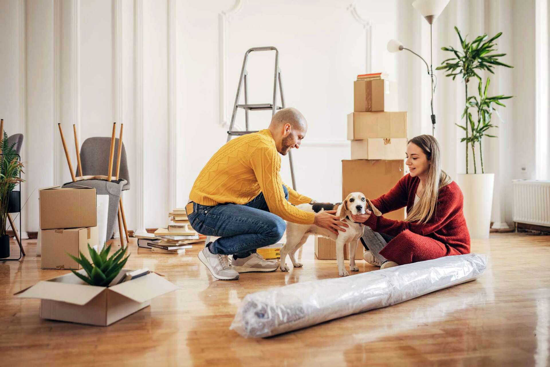 Trasloco con cani e gatti