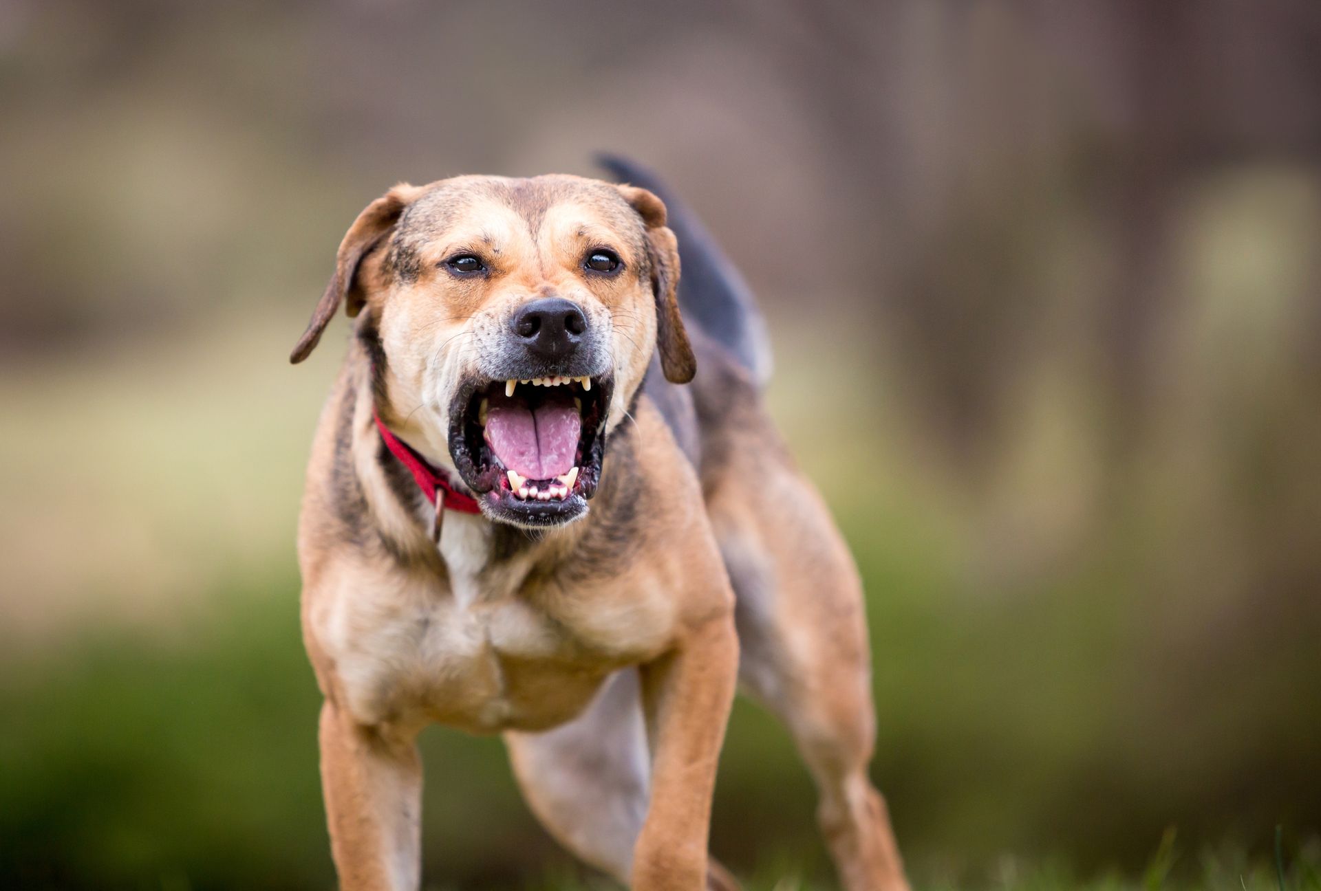 Brown dog with open mouth, appearing to bark or growl outdoors, wearing a red collar.