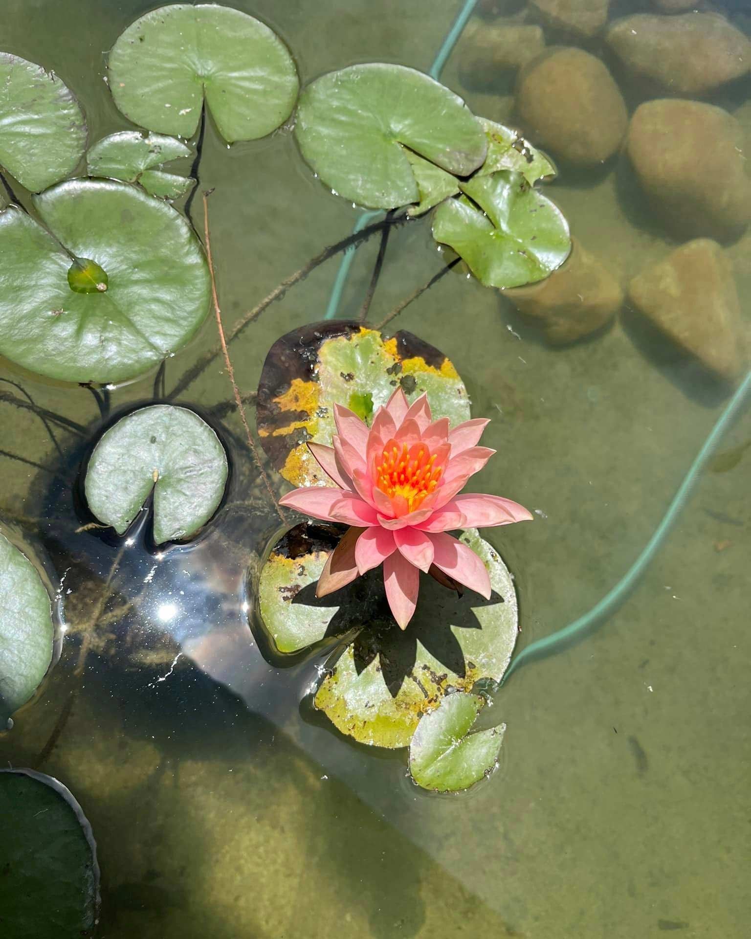 Serene Lotus Flower Resting on the Pond's Surface — Green Vision NT in Virginia, NT