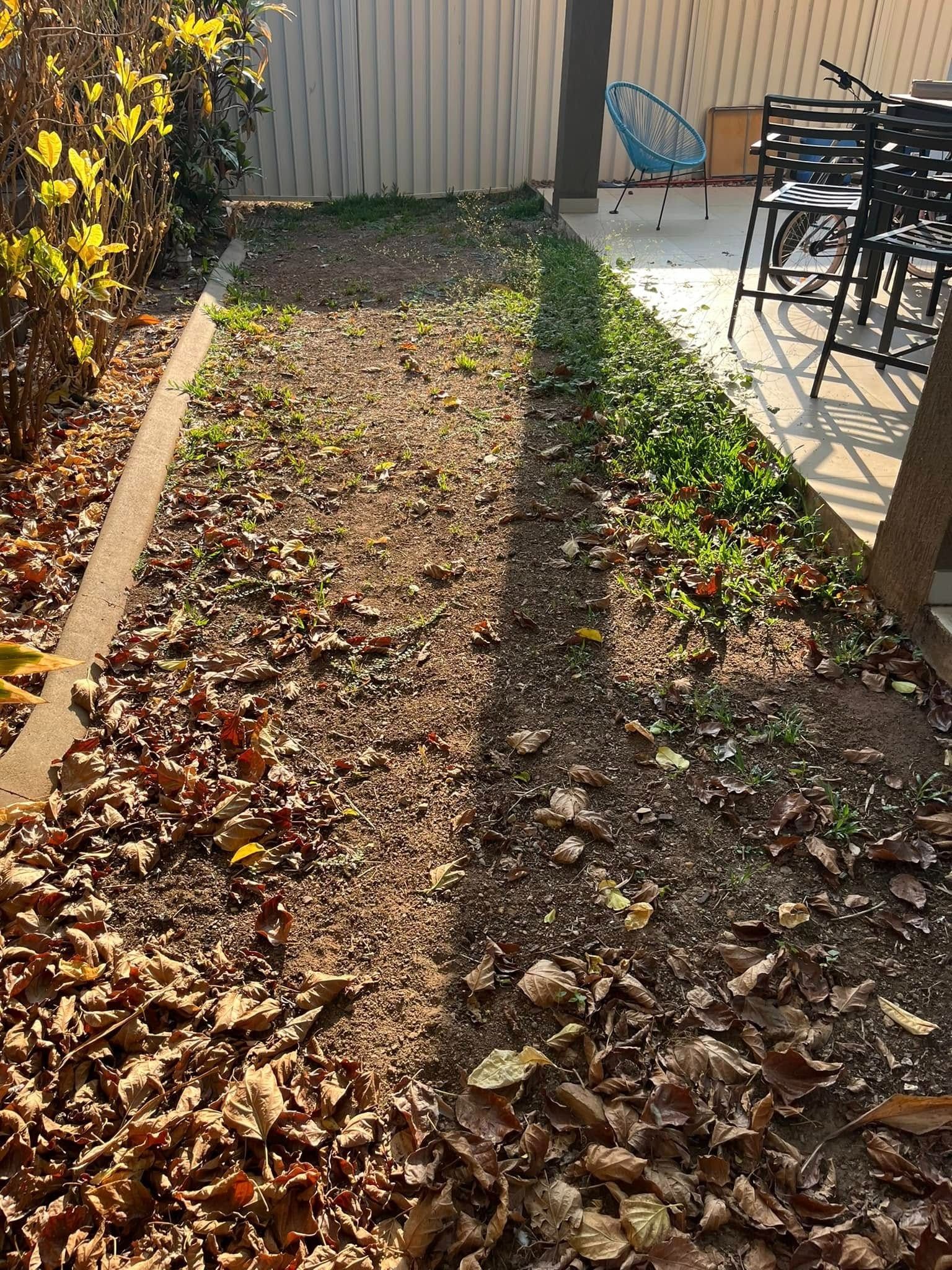 Sunlit Yard With Scattered Dead Leaves