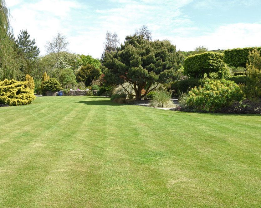 Clean Grass Field with a Big Tree — Green Vision NT in Brinkin, NT