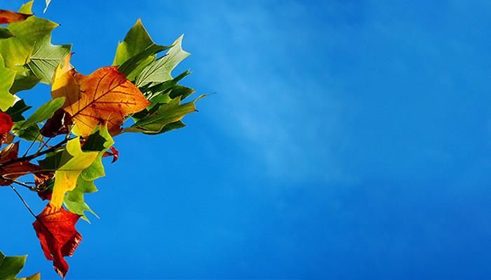 Colorful autumn leaves against a bright blue sky.