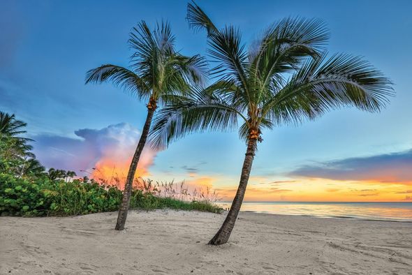Coconut trees — Fort Myers, FL — Berkshire Bay Contractors Inc.