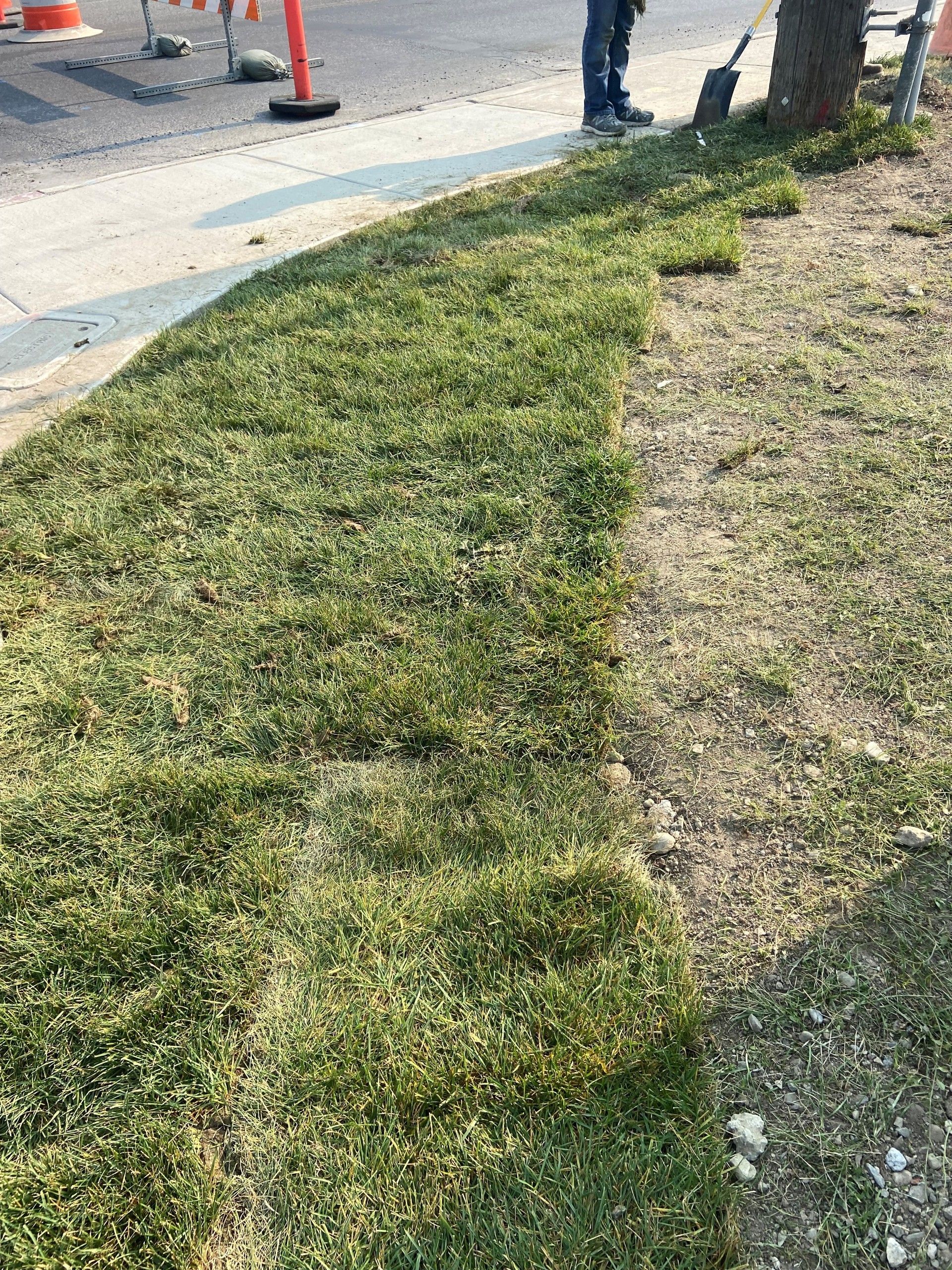 A person laying new sod next to a sidewalk. The fresh green grass contrasts with the dry dirt.
