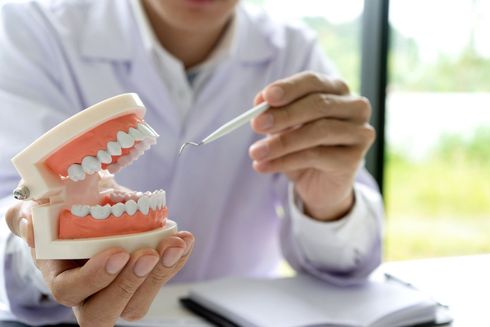A dentist is holding a model of teeth and a toothbrush.