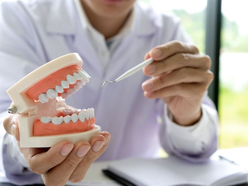 A dentist is holding a model of teeth and a toothbrush.