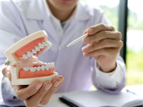 A dentist is holding a model of teeth and a toothbrush.