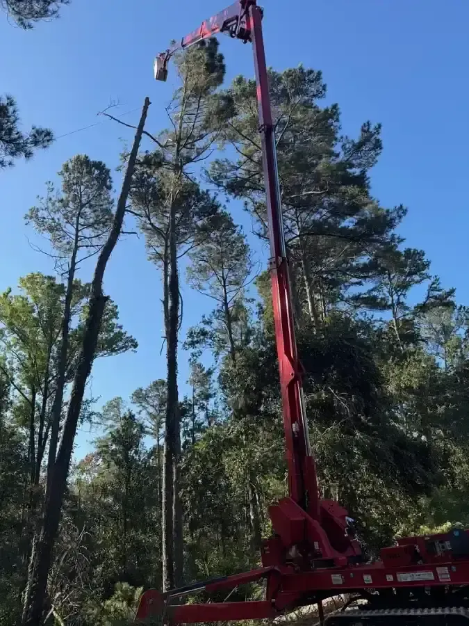 A red tree-cutting crane with an extended boom arm reaching toward the top of a tall pine tree in a forest.