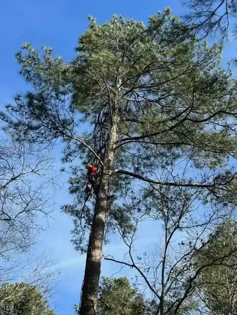 A person in bright red gear works high up in a tall pine tree against a clear blue sky.