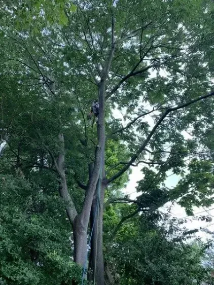 A person is harnessed and working high up in the canopy of a tall, leafy green tree.