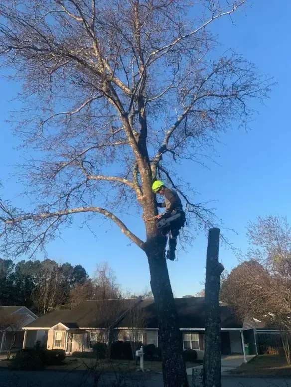An arborist wearing a neon yellow helmet climbs a tall, bare tree in a residential neighborhood under a clear blue sky.