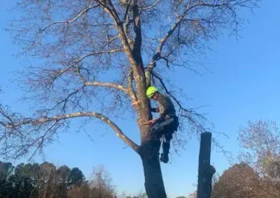 A worker in a high-visibility helmet climbs a tall, leafless tree against a clear blue sky.