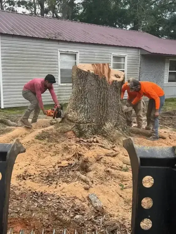 Two people use chainsaws to cut into a large tree stump in a yard in front of a house.