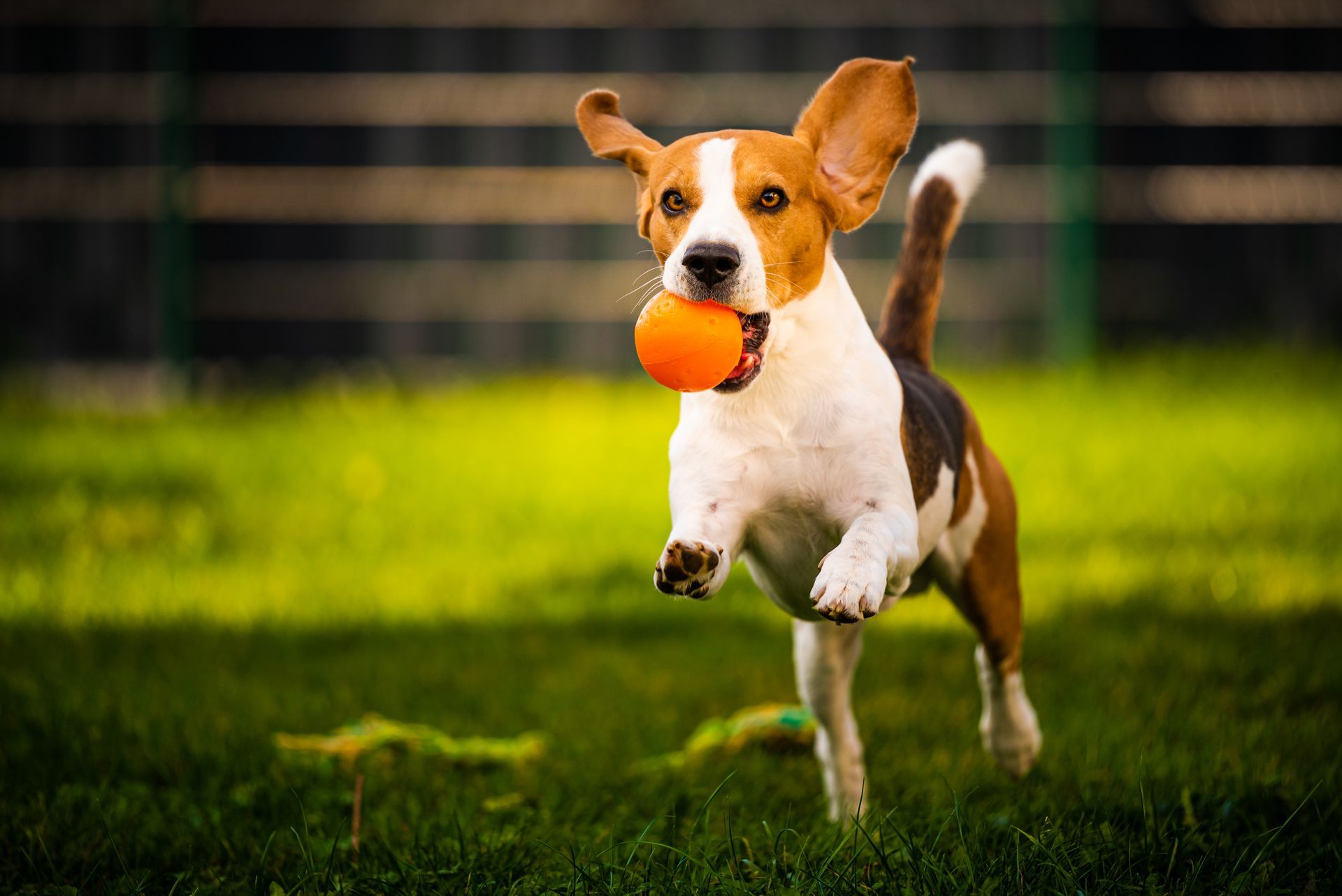Beagle dog running on grass with an orange ball in its mouth.