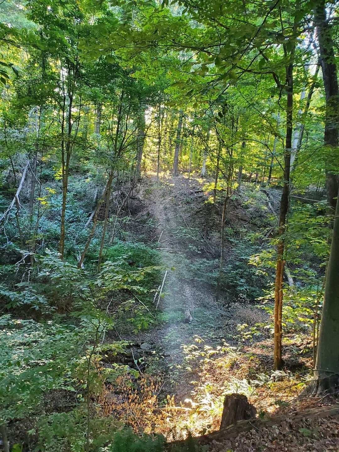 A man in a black tank top is hugging a tree — Fort Wayne, IN — Spirit Forest Services