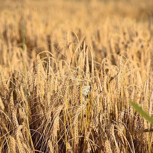 Agropecuaria Bermejo S.A.