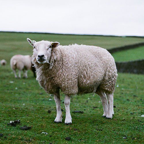 Agropecuaria Bermejo S.A.