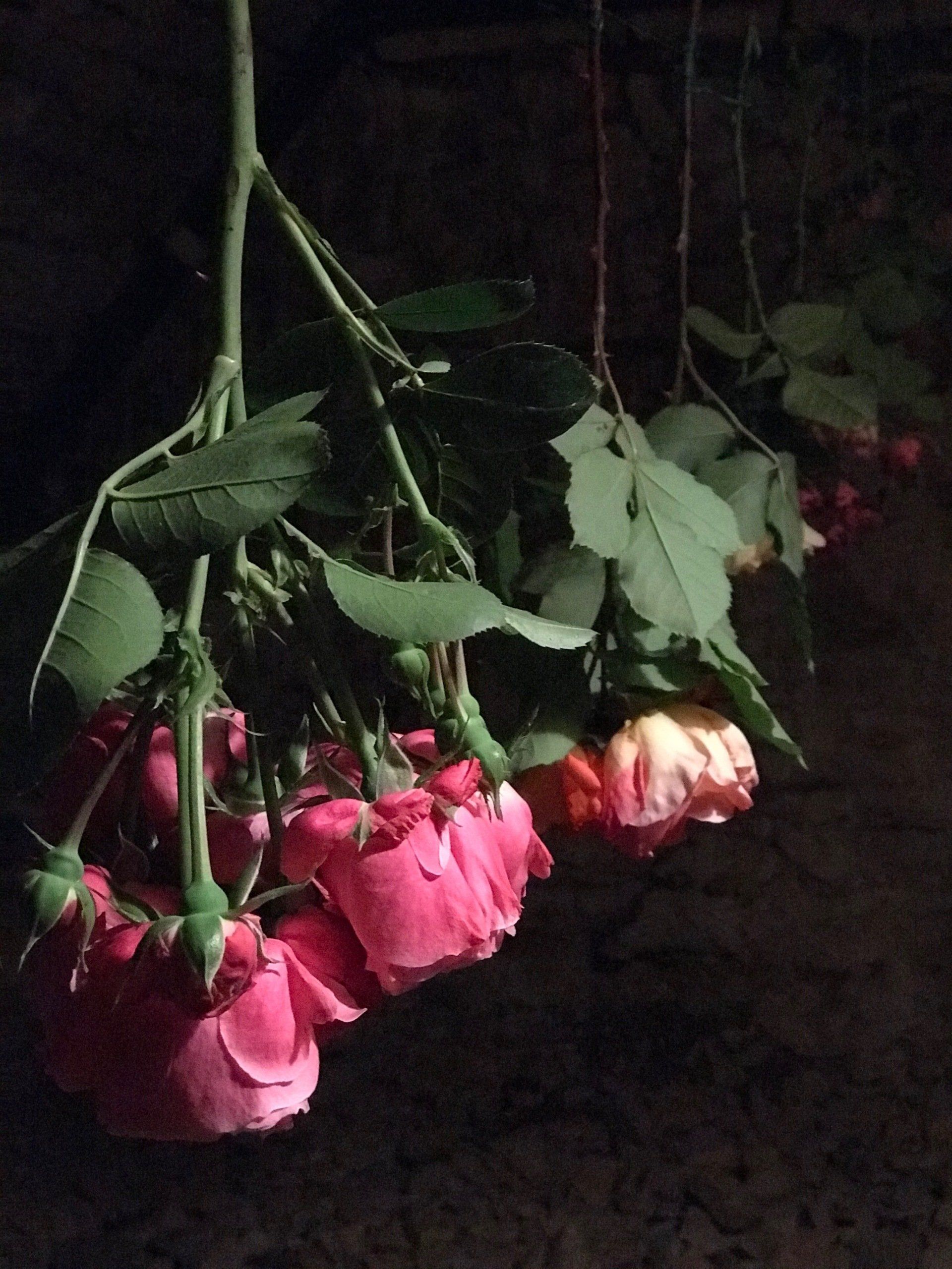 Des roses à profusion au Domaine des Verdier (46)