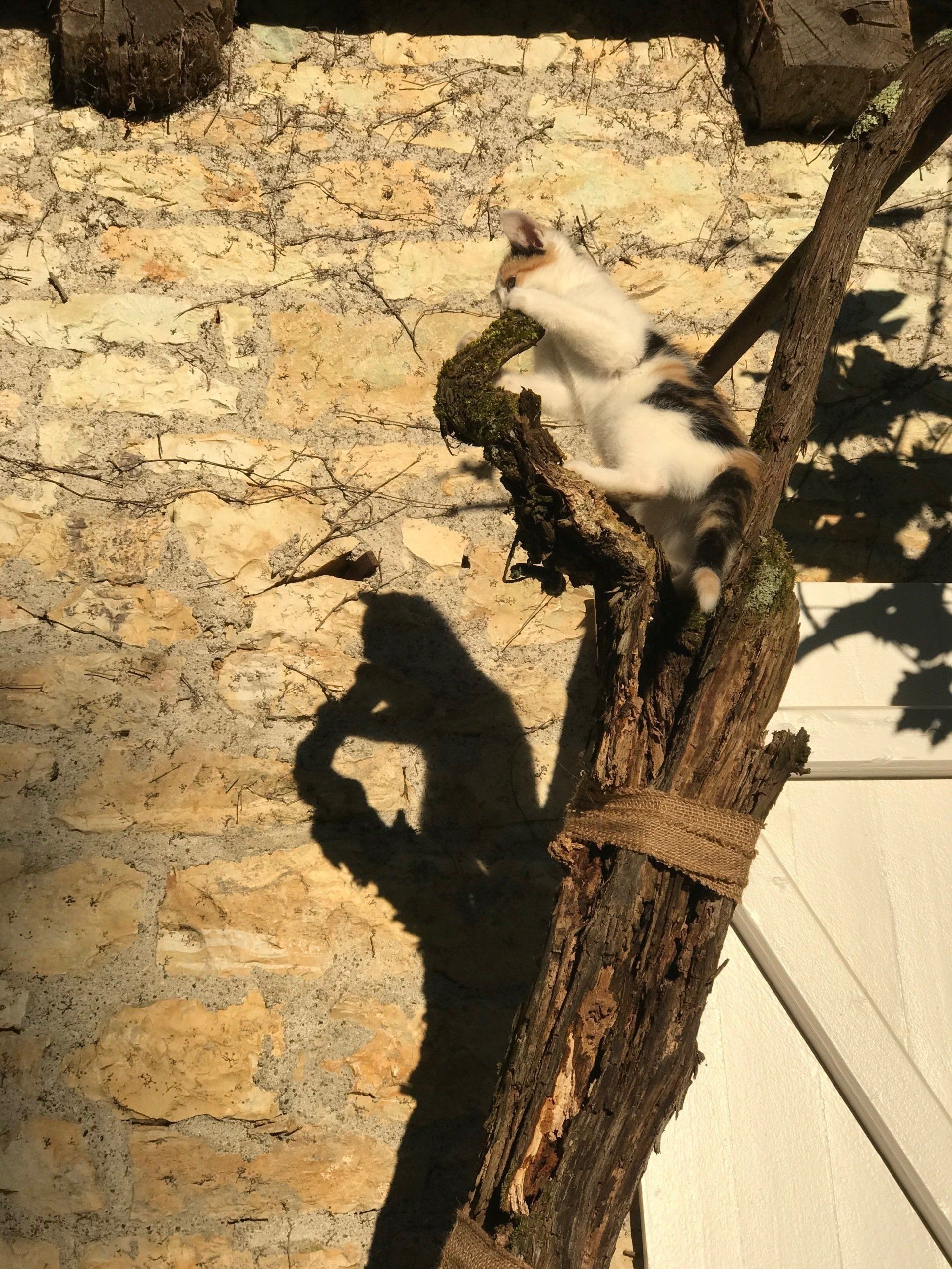 Simone du Domaine des Verdier (46)