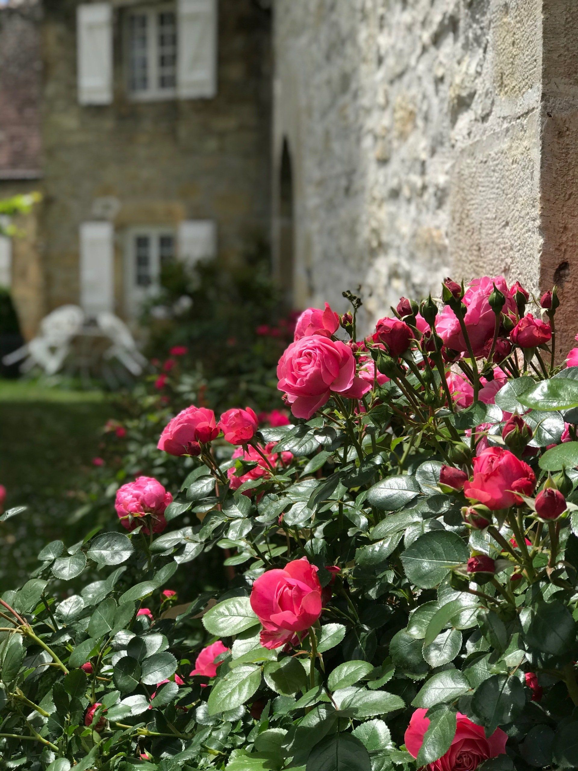 Des roses, encore des roses au Domaine des Verdier (46)