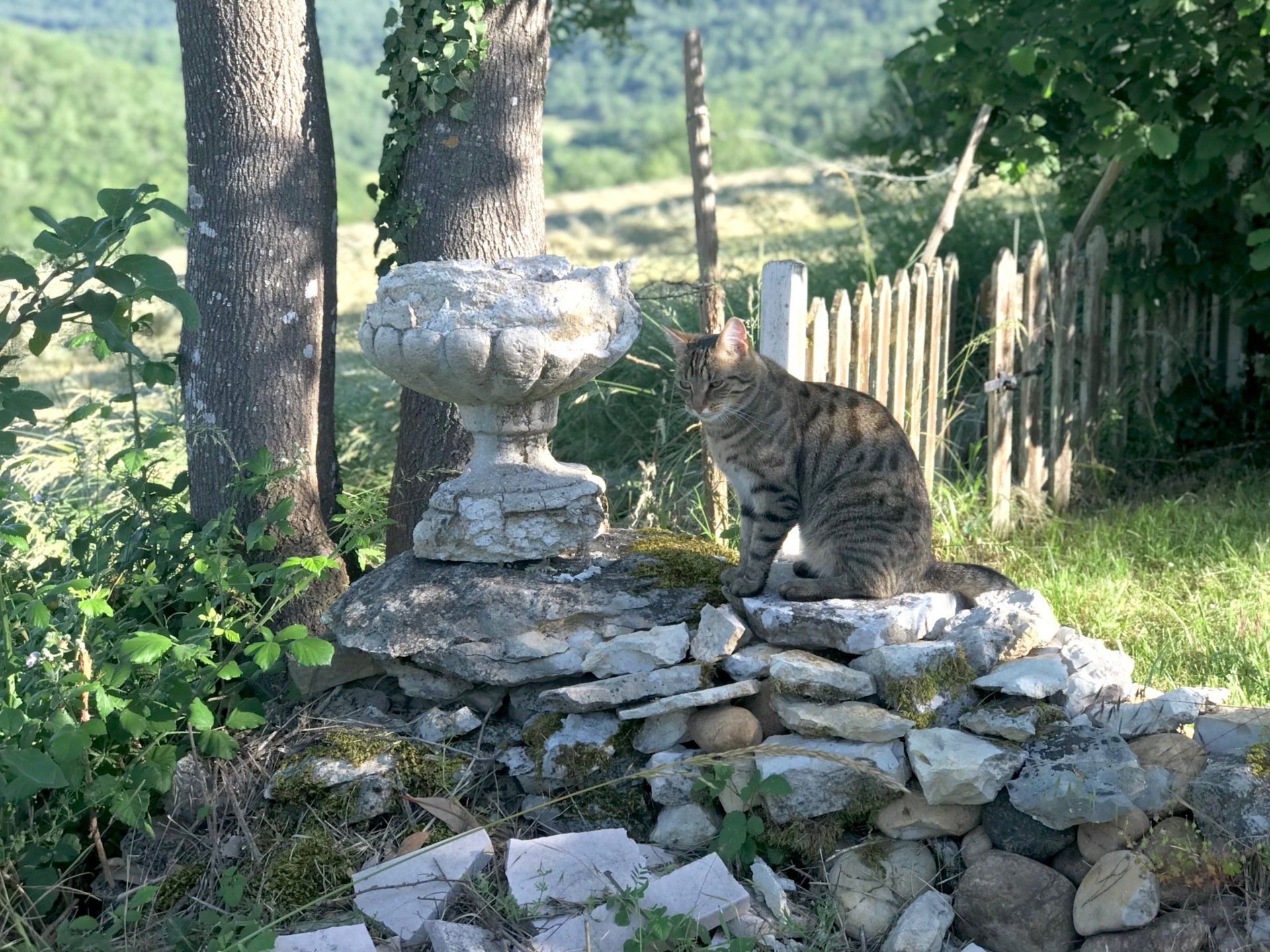 Jean Jacques du Domaine des Verdier (46)