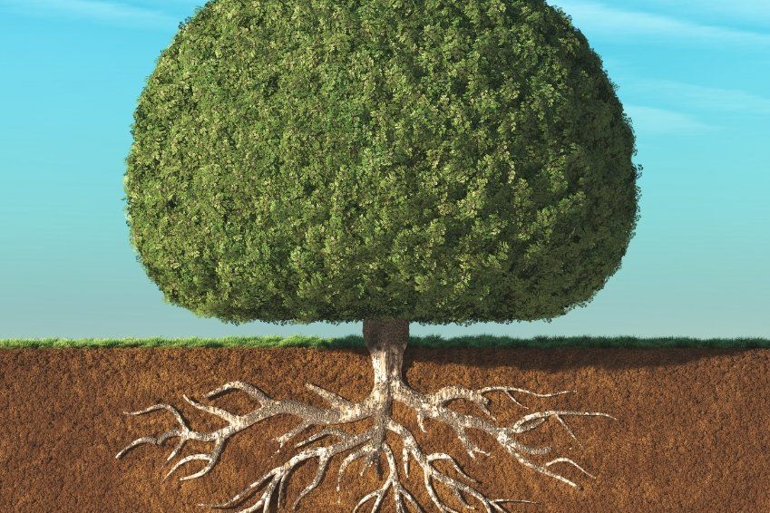 tree with roots
