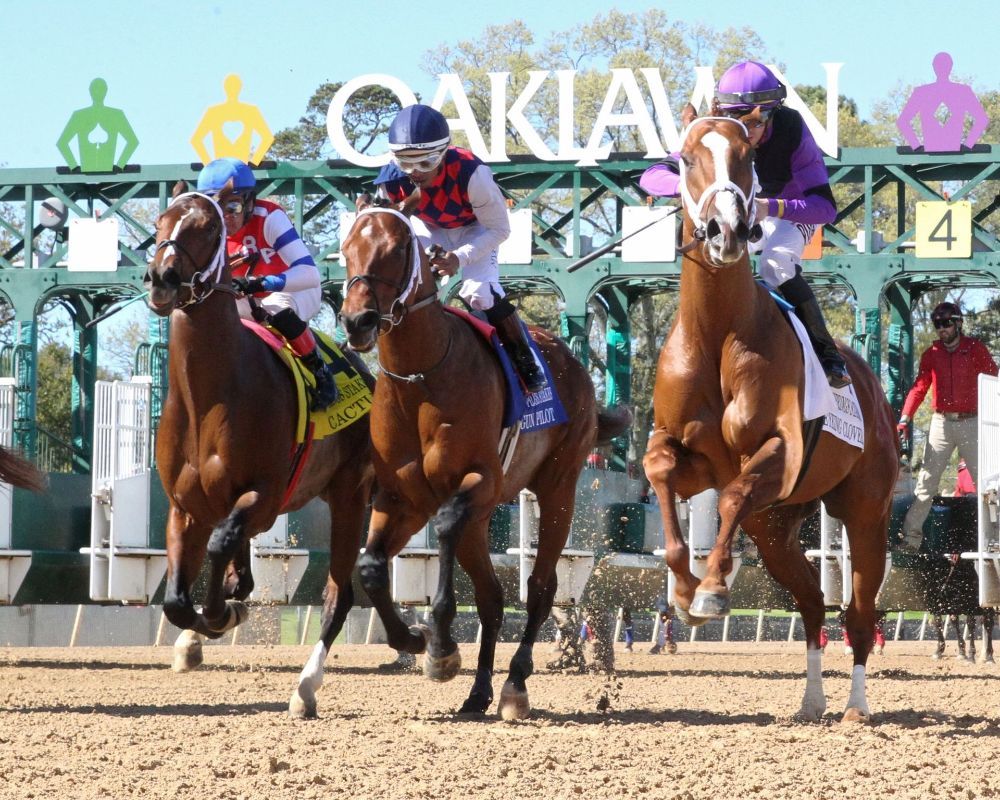 Racehorses exiting the gate at Oaklawn. Three brown horses with jockeys in colorful silks.