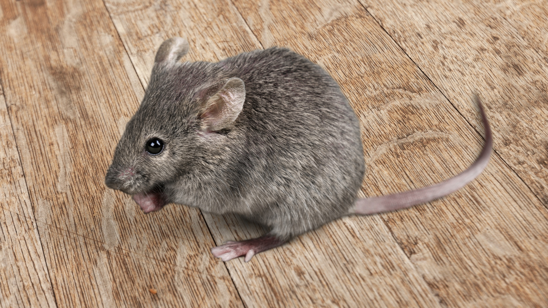Gray mouse eating on a light wooden floor.