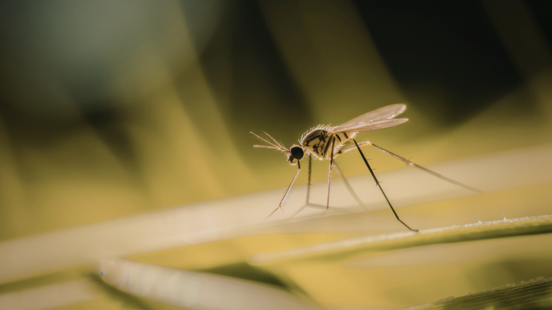 Mosquito on a leaf, with long legs and a proboscis, backlit by sunlight.