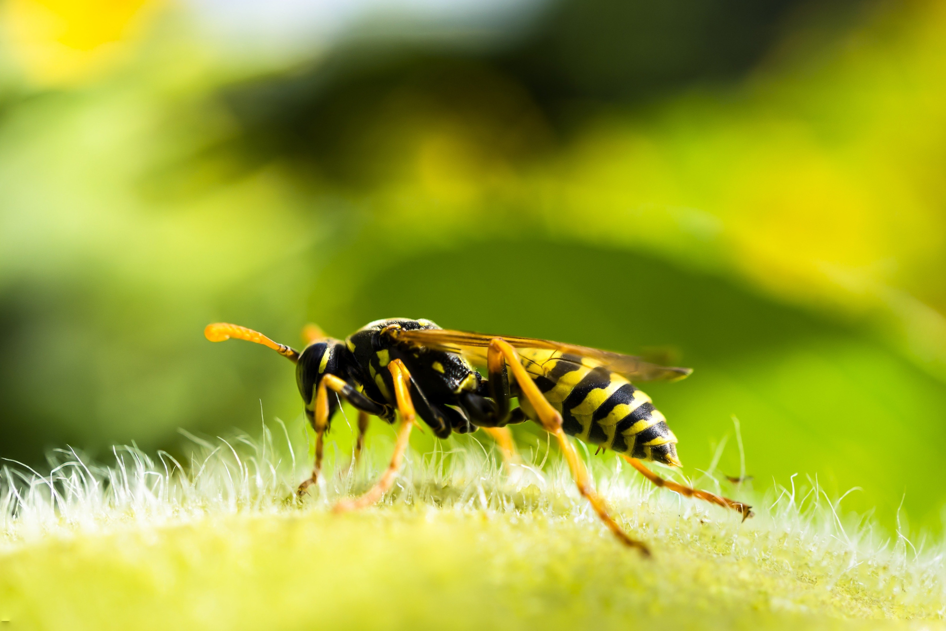 A yellow and black wasp stands on a fuzzy green plant surface against a blurred, bright green background.