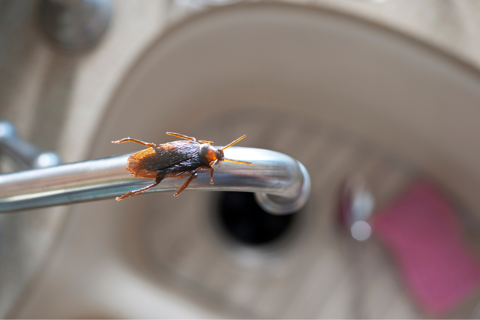 Cockroach on a metal faucet in a bathroom sink.