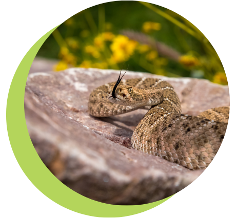 A rattlesnake is sitting on top of a rock.
