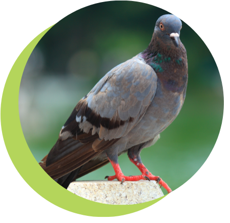 A pigeon standing on a ledge with red feet