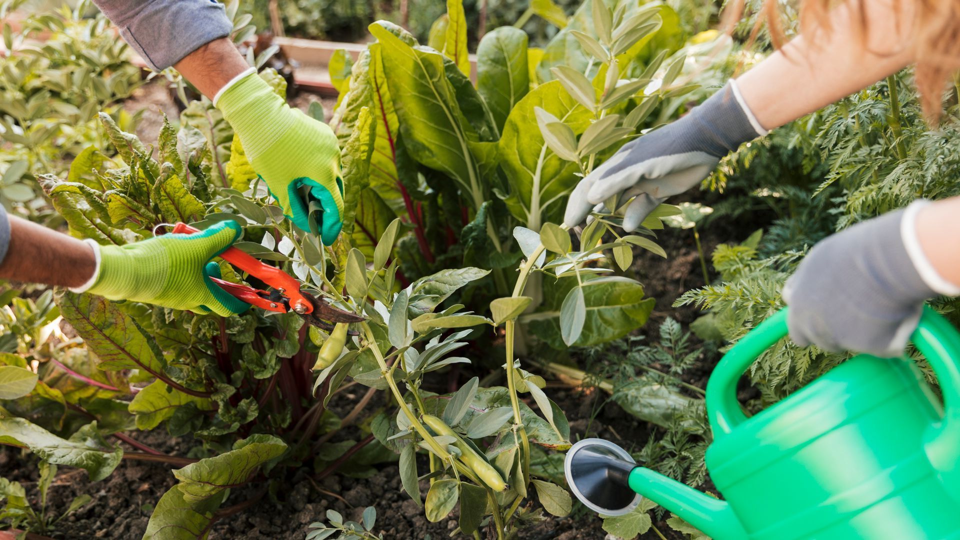Dos personas están trabajando en un jardín, una está regando las plantas y la otra está cortándolas.