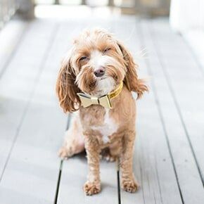 Cute Puppy — Pet Gallery in Hudson, FL