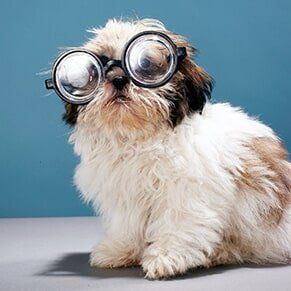 Puppy Wearing Thick Glasses — Pet Grooming Company in Hudson, FL
