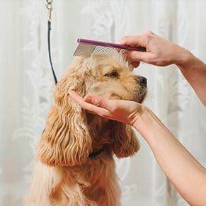 Groomer Combs Dog — Pet Grooming Salon in Hudson, FL