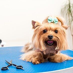 Dog Lying on Table — Pet Salon in Hudson, FL