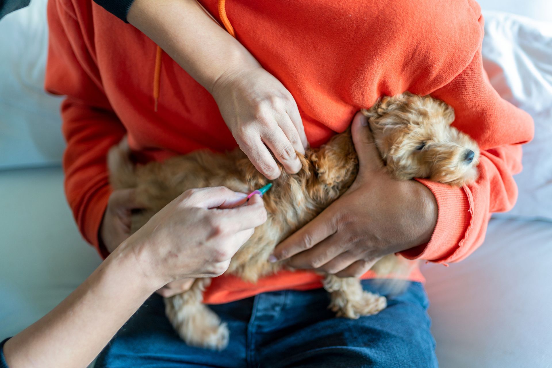 A person is holding a small dog and giving it a vaccine.
