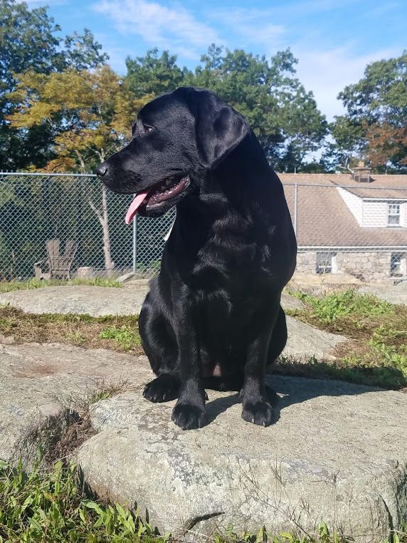 A black dog is sitting on a rock with its tongue out.