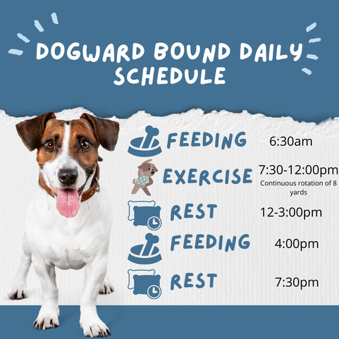 A dog is standing next to a schedule for feeding and exercise.