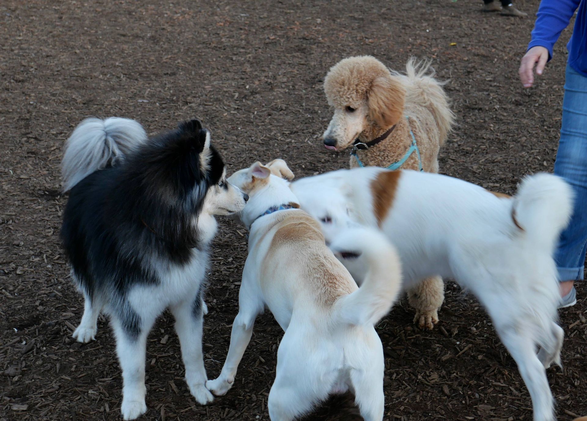 A group of dogs are standing next to each other in a dirt field.