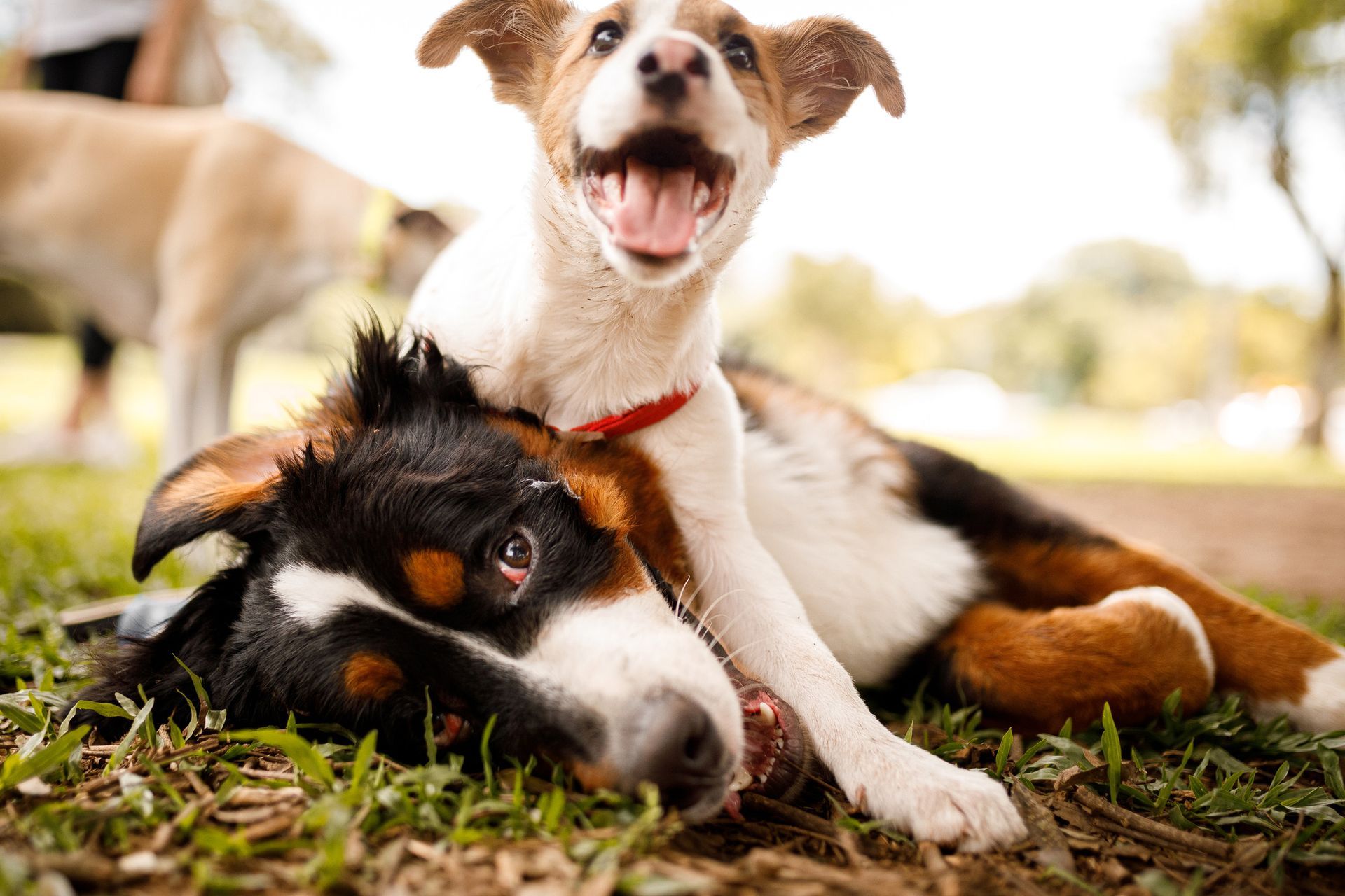 Two dogs are laying on top of each other in the grass.
