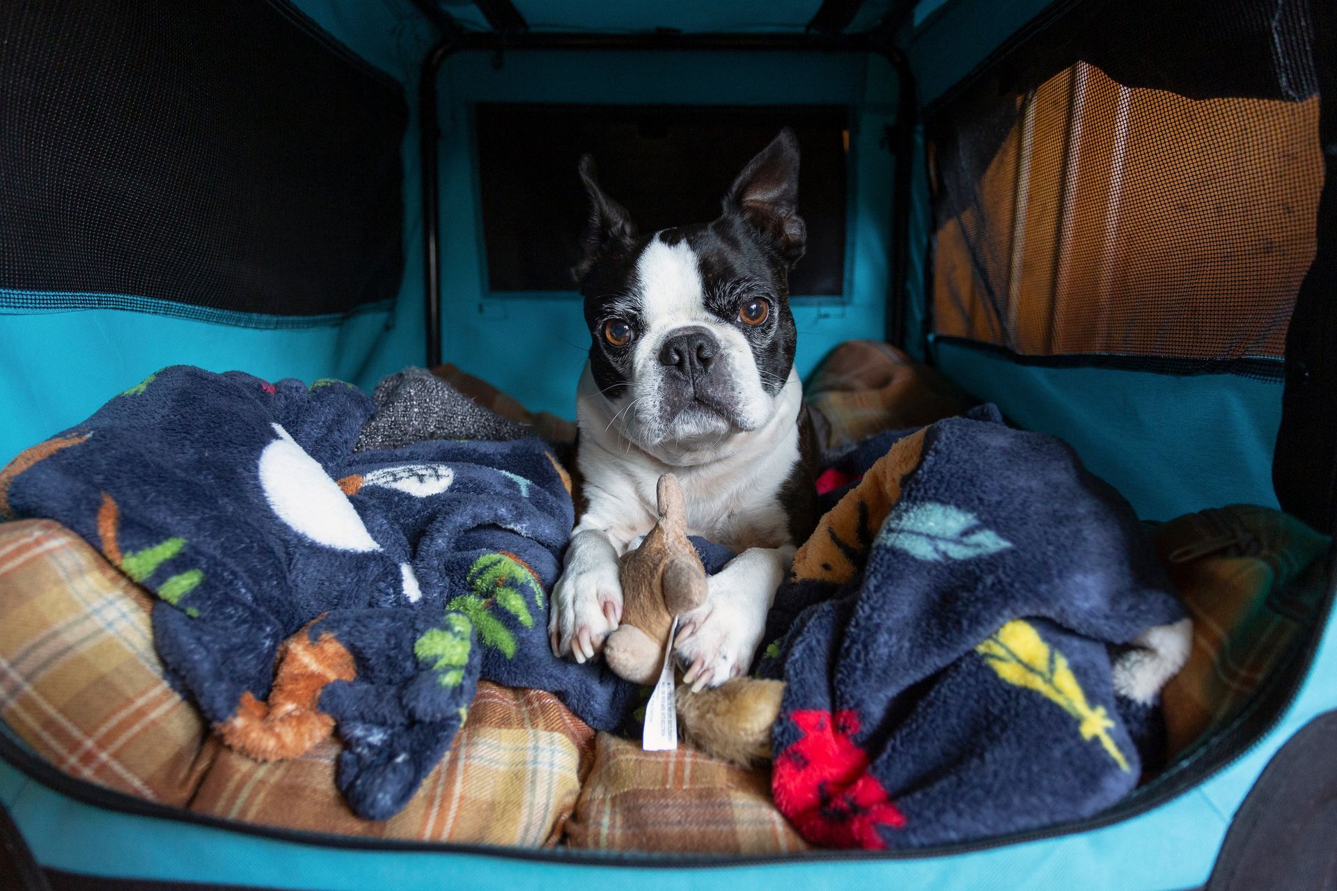 A black and white dog is laying in a blue crate.