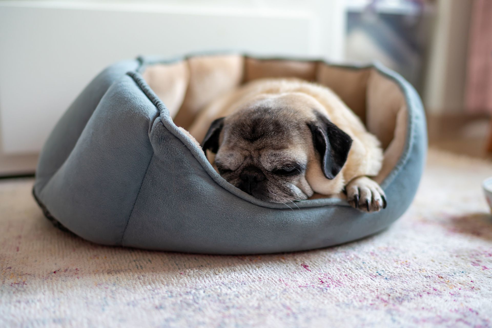 A pug dog is sleeping in a dog bed on the floor.