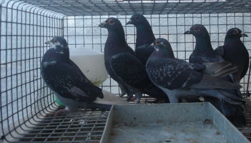 Pigeon trap with pigeons inside